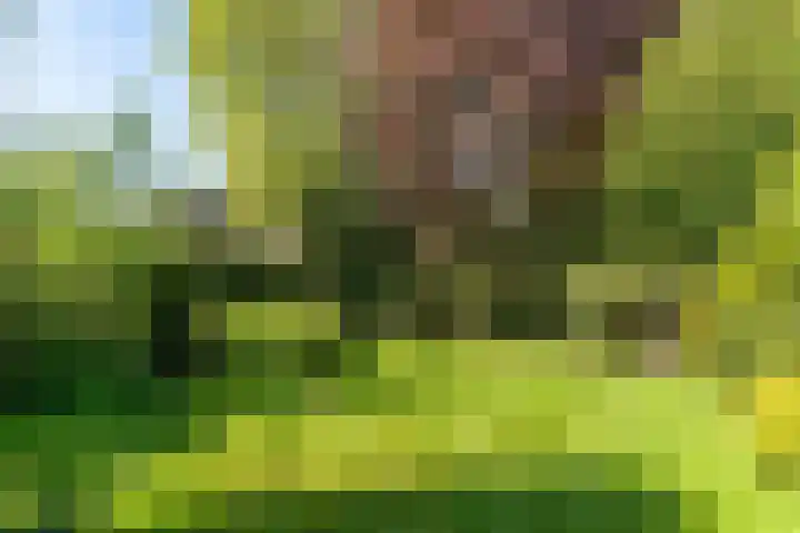 Weijen 15 Nistelrode thumbnail 32