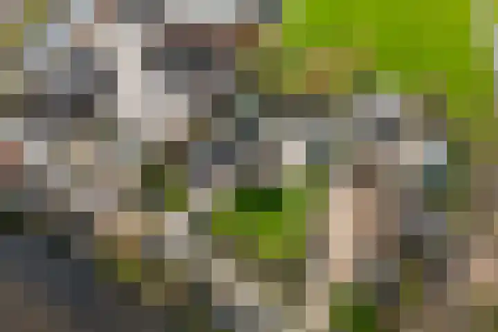 Weijpoort 70 Nieuwerbrug aan den Rijn thumbnail 50