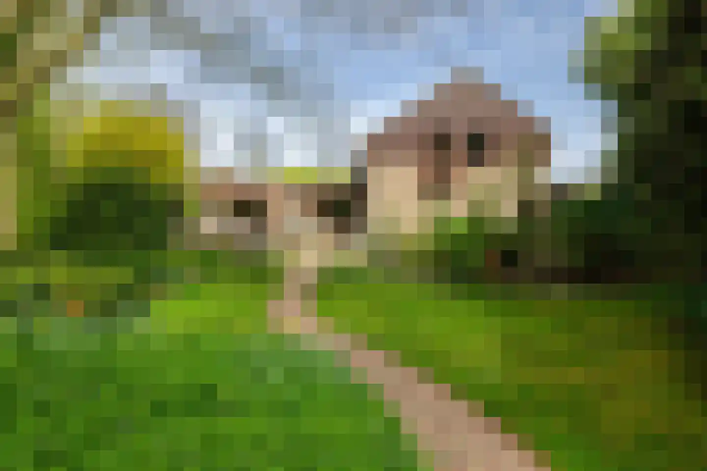 Weislag 12 's-Hertogenbosch thumbnail 46