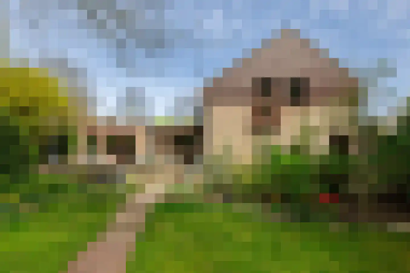 Weislag 12 's-Hertogenbosch thumbnail 69