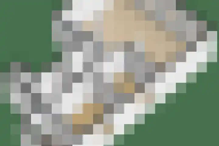 Weiver 1 A Krommenie thumbnail 36