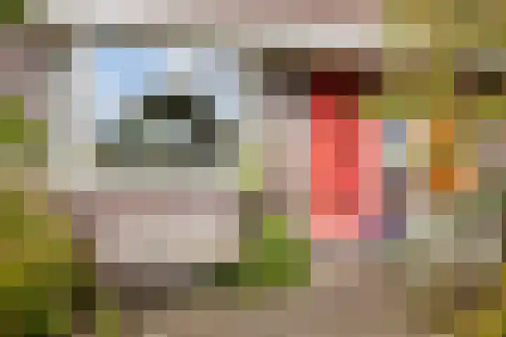 Weiver 155 Westzaan thumbnail 8
