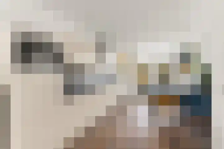 Weiver 33 Krommenie foto 3
