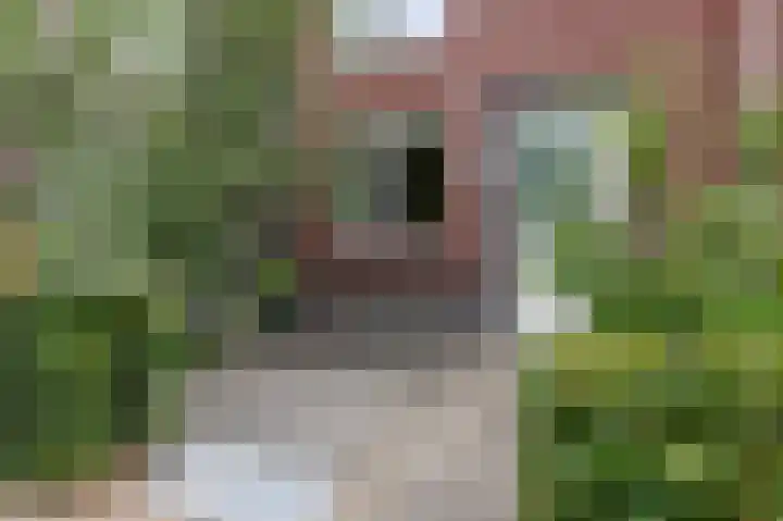 Weldadigheid 51 Tuk thumbnail 42