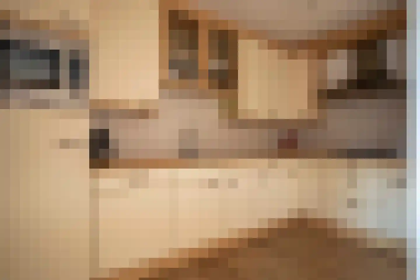 Welhaak 24 Hasselt thumbnail 4