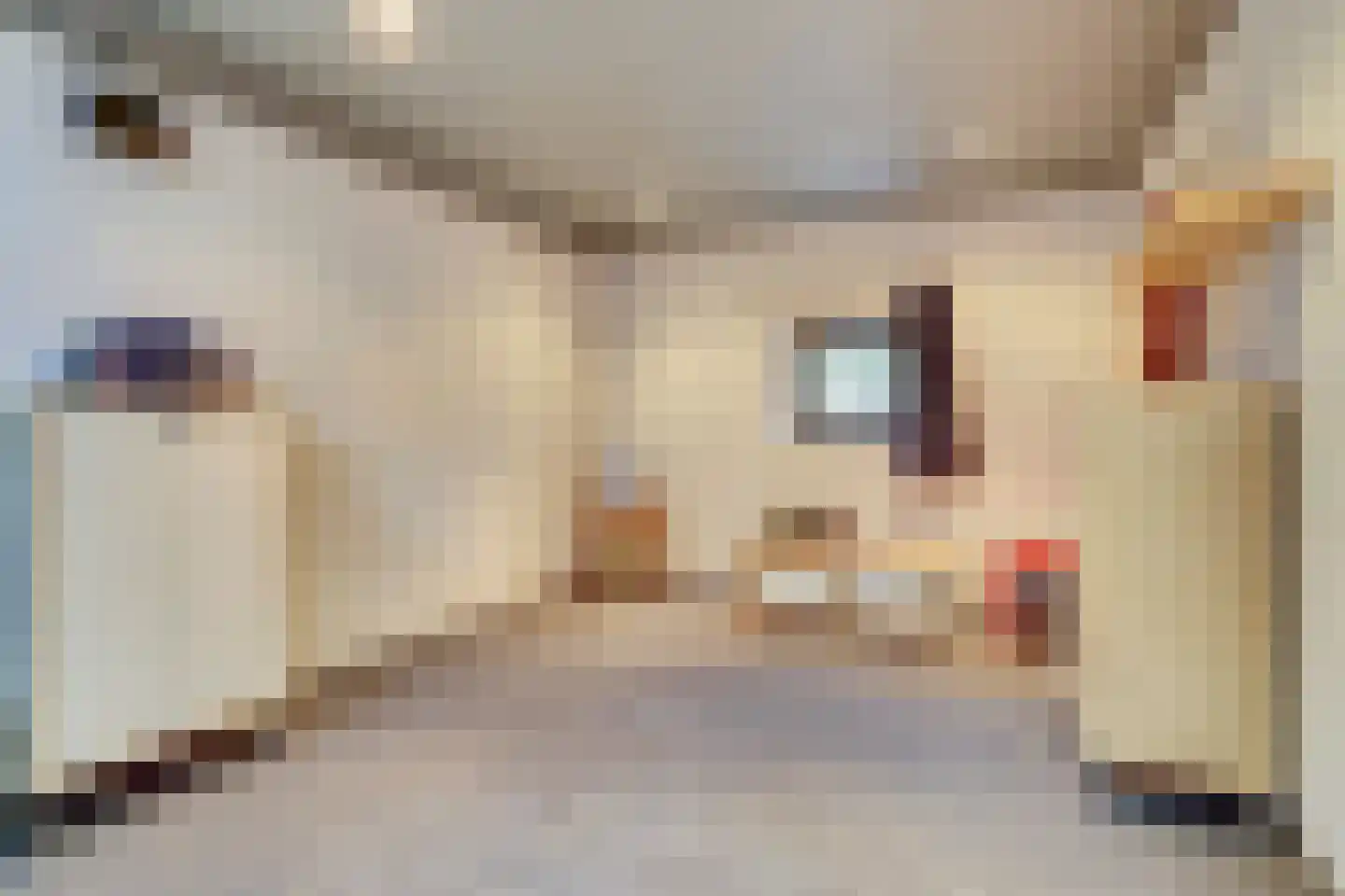 Wellenseind 5 Lage Mierde thumbnail 16
