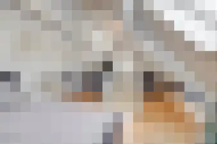 Welpenheuvel 26 De Mortel thumbnail 37