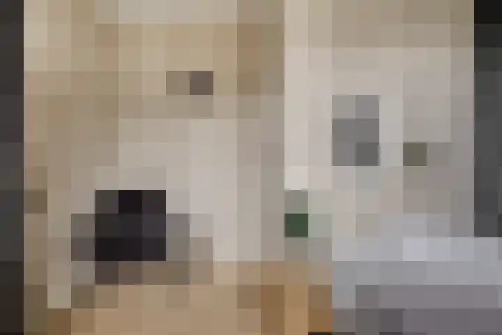 Welsumerlaan 24 Barneveld thumbnail 33