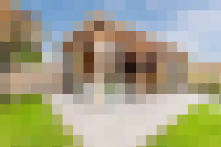 Wendakker 39 Heerde thumbnail 34