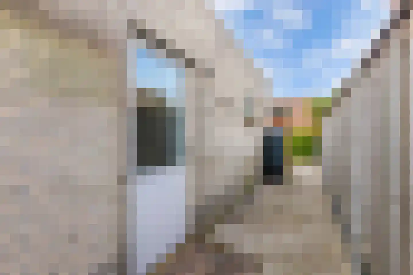 Wendakker 40 Nagele thumbnail 58