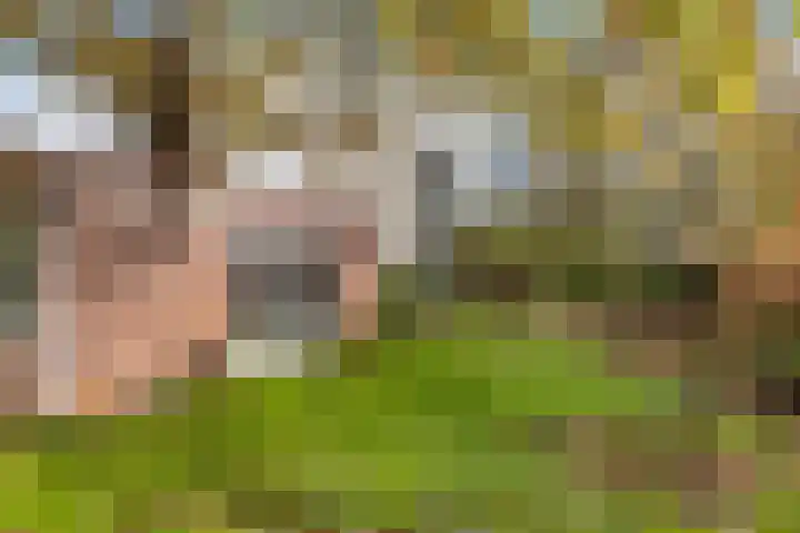 Wendakker 5 Nagele thumbnail 32