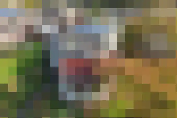 Wendakker 5 Nagele thumbnail 9