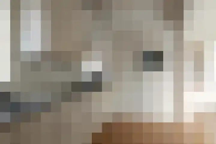 Wendakker 68 Nagele thumbnail 12