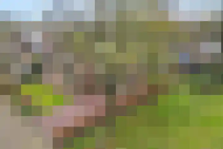 Wendakkers 34 Dalen thumbnail 51
