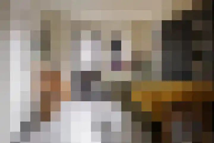Wendakkers 6 Sibculo thumbnail 32