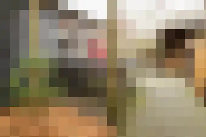 Wendakkers 6 Sibculo thumbnail 52