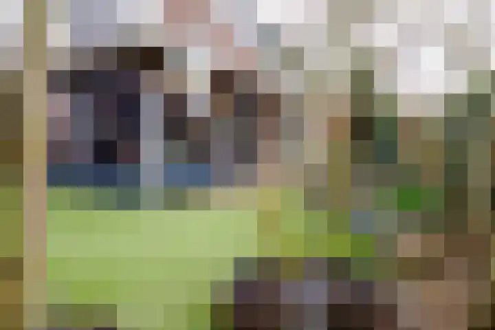 Wendakkers 6 Sibculo thumbnail 56