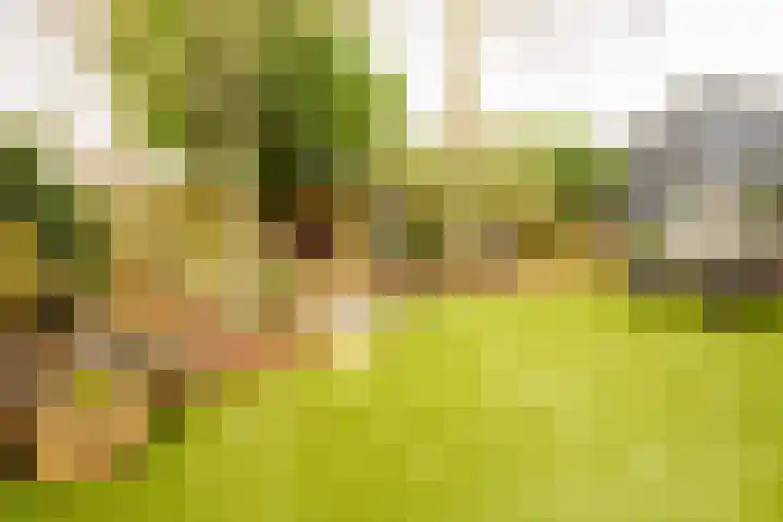 Wendakkers 6 Sibculo thumbnail 58