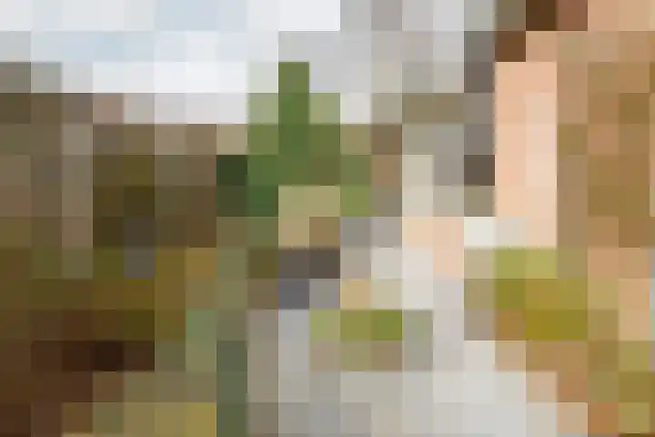 Wendakkers 6 Sibculo thumbnail 59