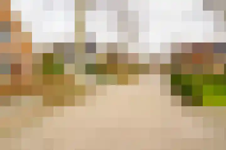 Wendakkers 6 Sibculo thumbnail 7