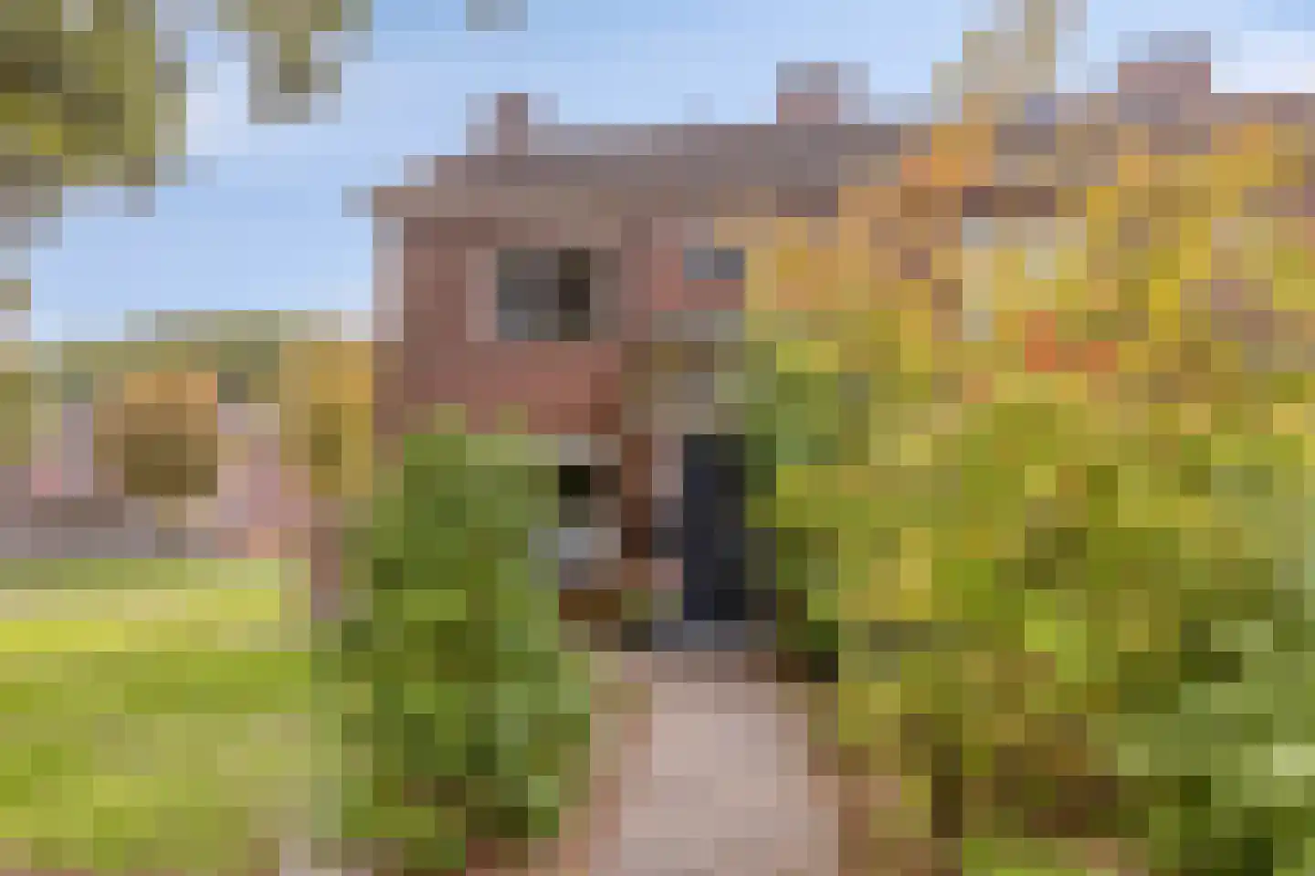 Wendelenkamp 48 Dinxperlo thumbnail 29