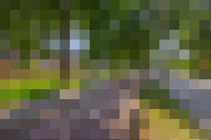 Wengéhout 22 Zoetermeer thumbnail 42
