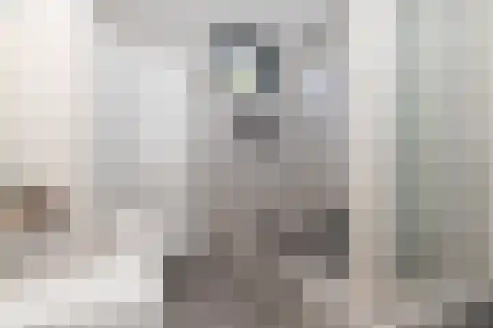 Wengéhout 28 Zoetermeer thumbnail 31