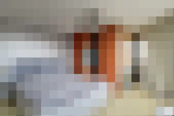 Werengouw 34 Volendam thumbnail 38