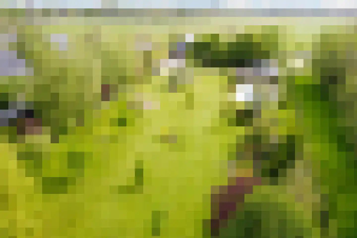 Wergeasterdyk 44 Goutum foto 3