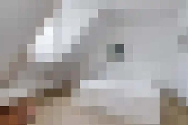 Weringedonk 3 Helmond thumbnail 19