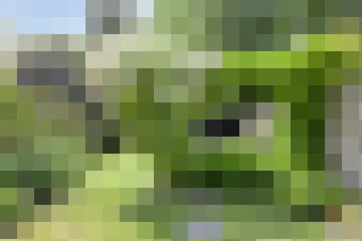 Werkhorst 14 Meppel thumbnail 4