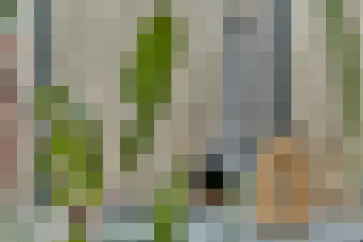 Werpanker 12 Almere thumbnail 13