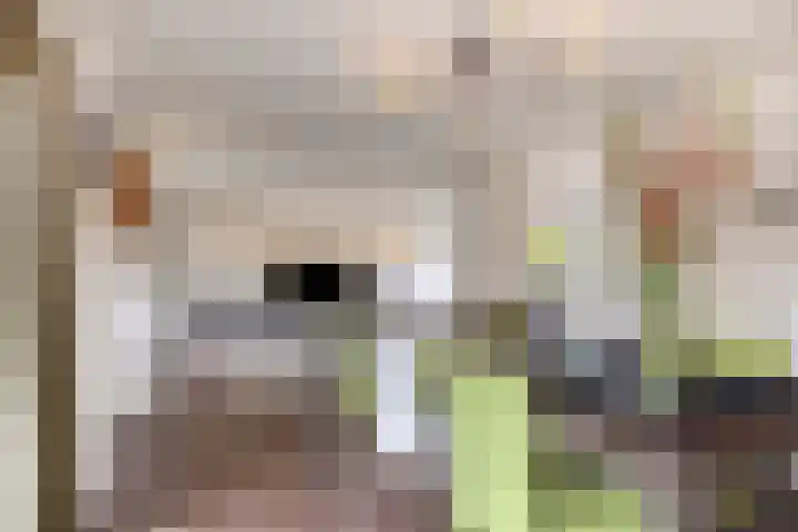 Wersakker 40 Mierlo thumbnail 25
