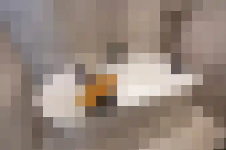 Werumeus Buninglaan 124 Waddinxveen thumbnail 46