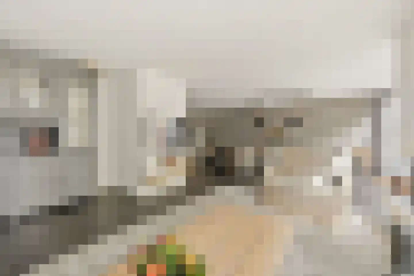Werve 60 Maasland thumbnail 13