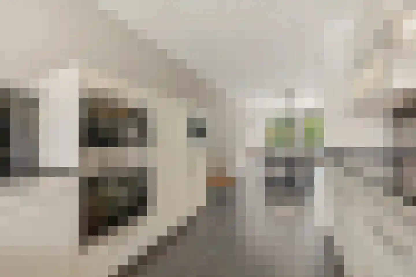 Werve 60 Maasland thumbnail 17
