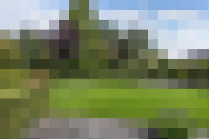 Wespendief 4 Tollebeek thumbnail 38