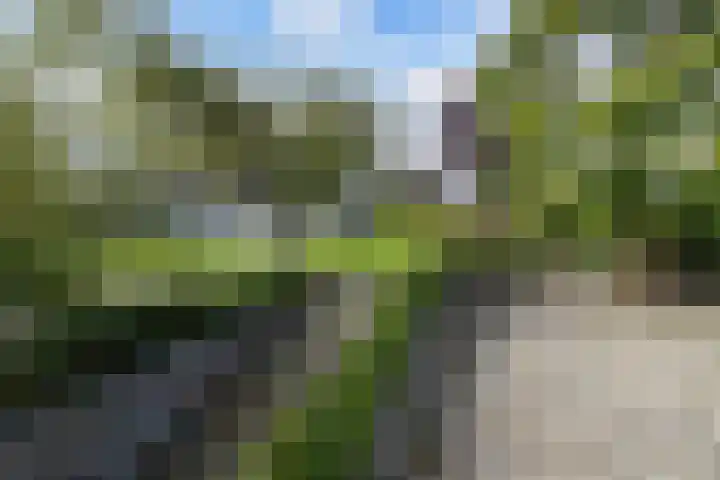 Wespendief 4 Tollebeek thumbnail 39