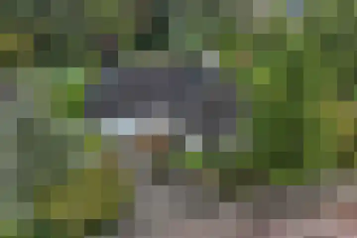 Wespendief 4 Tollebeek thumbnail 4