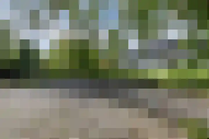 Wespendief 4 Tollebeek thumbnail 41