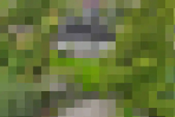 Wespendief 4 Tollebeek thumbnail 44