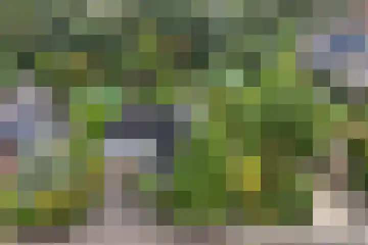 Wespendief 4 Tollebeek thumbnail 49