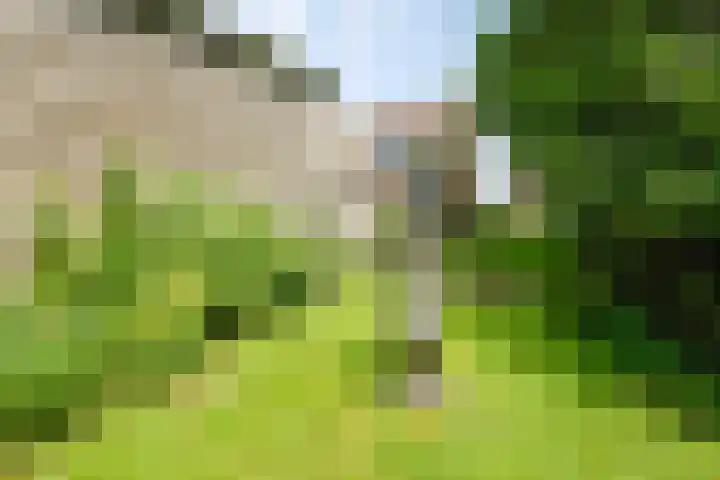 West 38 Avenhorn thumbnail 45