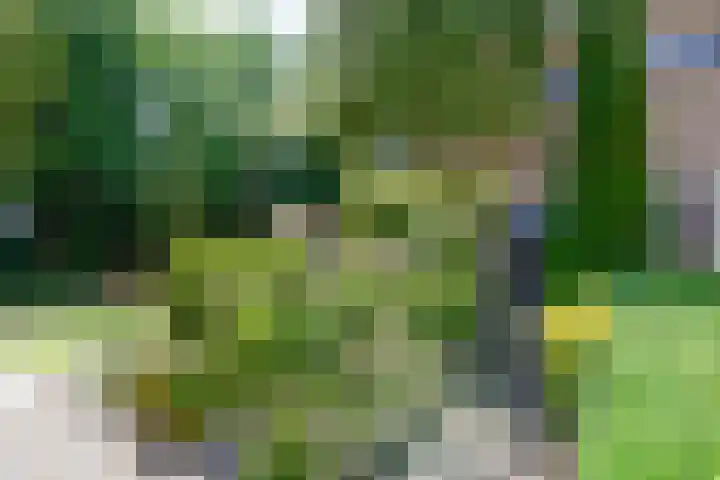 West 38 Avenhorn thumbnail 7