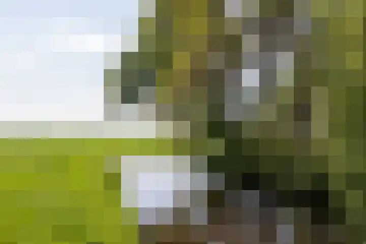 West-Vlisterdijk 24 Vlist thumbnail 22