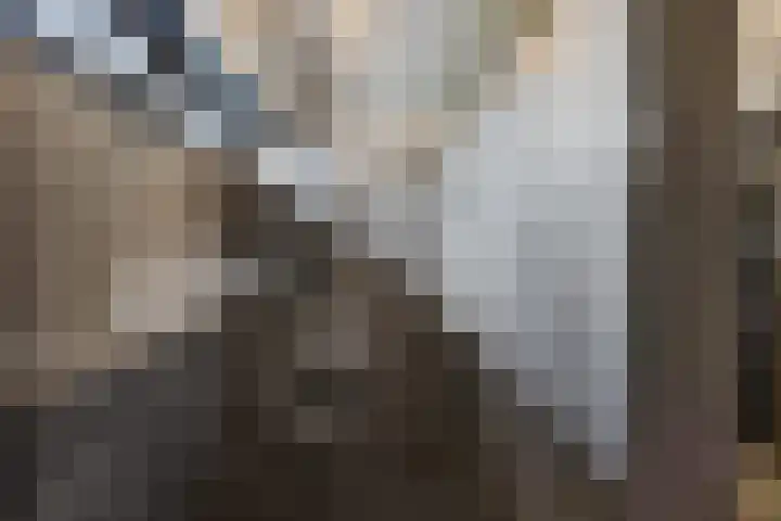 Westakker 12 Bant thumbnail 26