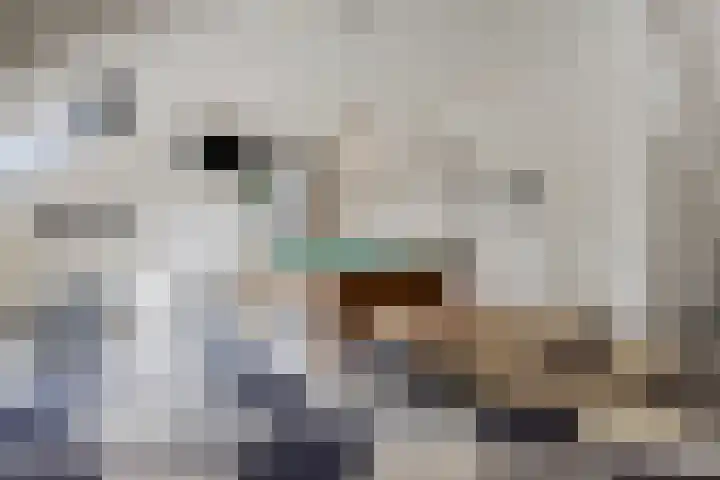 Westakker 12 Bant thumbnail 37