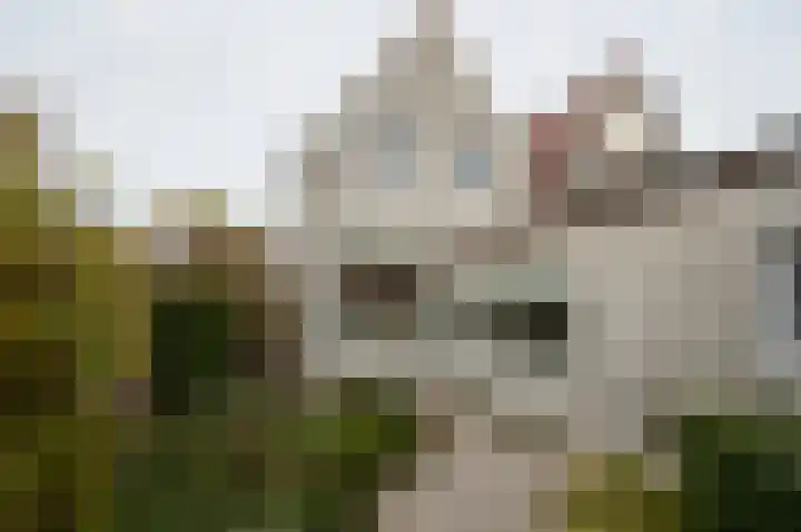 Westdam 77 Sas van Gent thumbnail 13