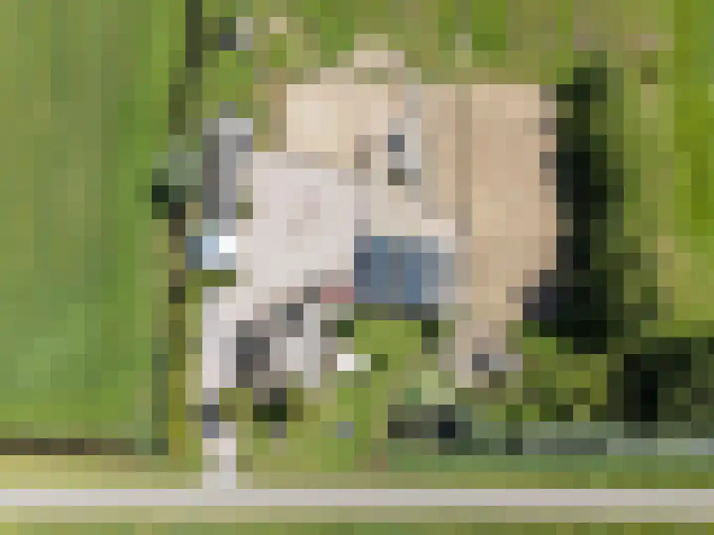 Westdijk 22 Zuidschermer thumbnail 5