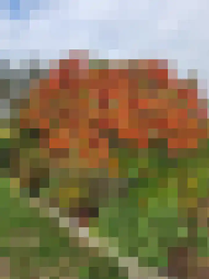 Westdijk 6 Heinkenszand thumbnail 36